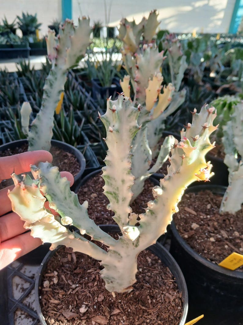 Euphorbia lactea variegata - Thumbnail 4