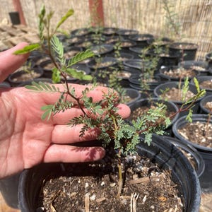 May include: A small potted plant with delicate green leaves and reddish stems. The plant is held in a hand, with other similar plants in black pots visible in the background. The plants are in a greenhouse setting.