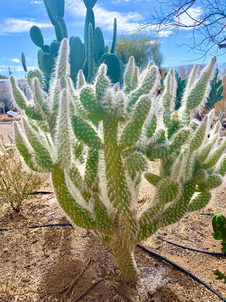 GoldenValleyBotanica Snow Bear Prickly Pear Cactus Cutting - Thumbnail 2