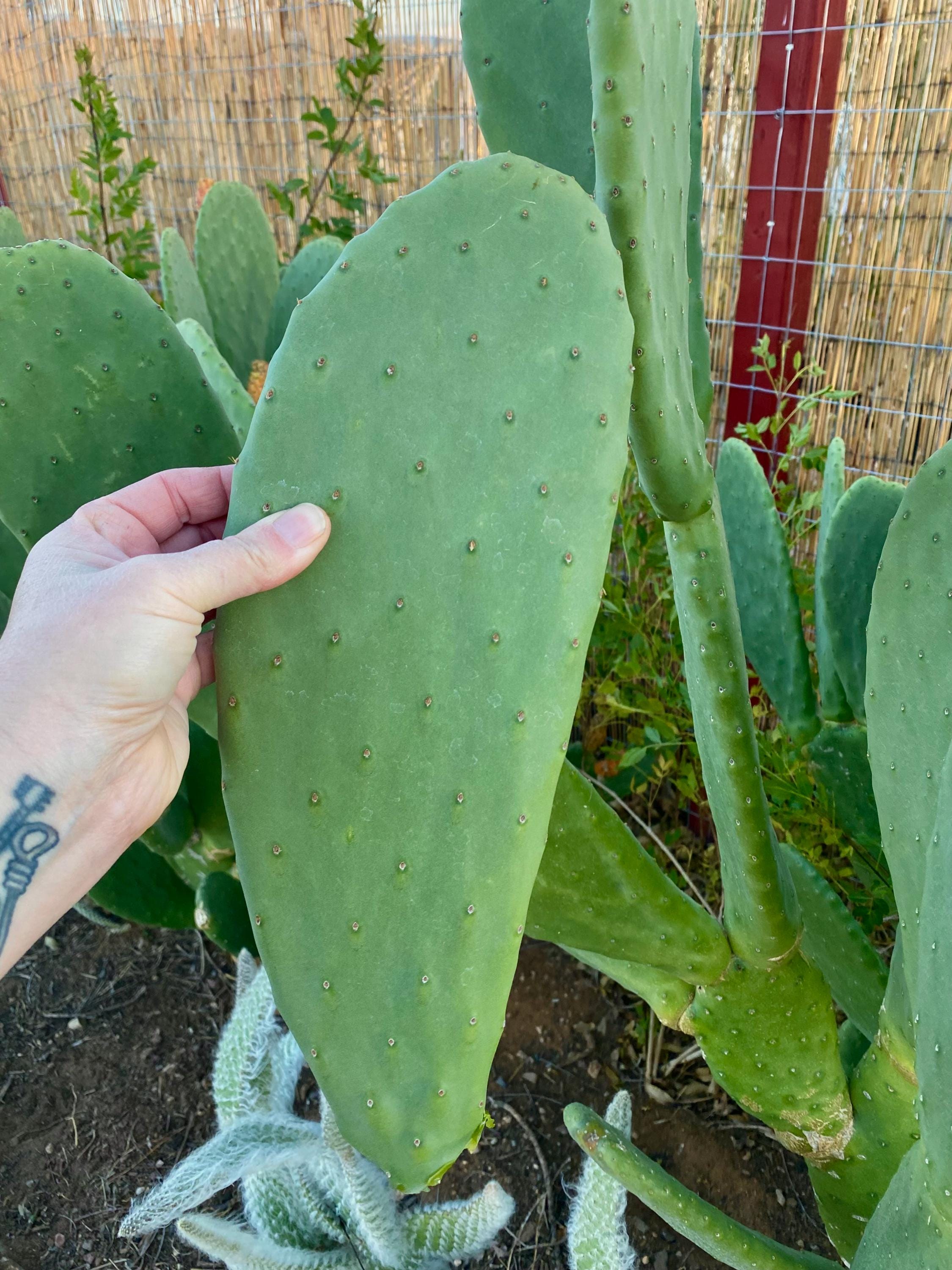 Nala ナラ　Cactus all in one 4 xl Slim Jim Cactus Opuntia Cochenillifera – Kens-Nursery