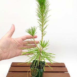 Pinus thunbergii Japanese Black Pine / Live Plant / Bonsai Start image 2