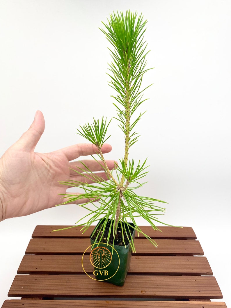 Pinus thunbergii Japanese Black Pine / Live Plant / Bonsai Start image 2