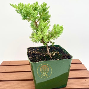 Juniperus procumbens 'Nana' Japanese Garden Juniper / Live Plant Tree / Bonsai Start image 3