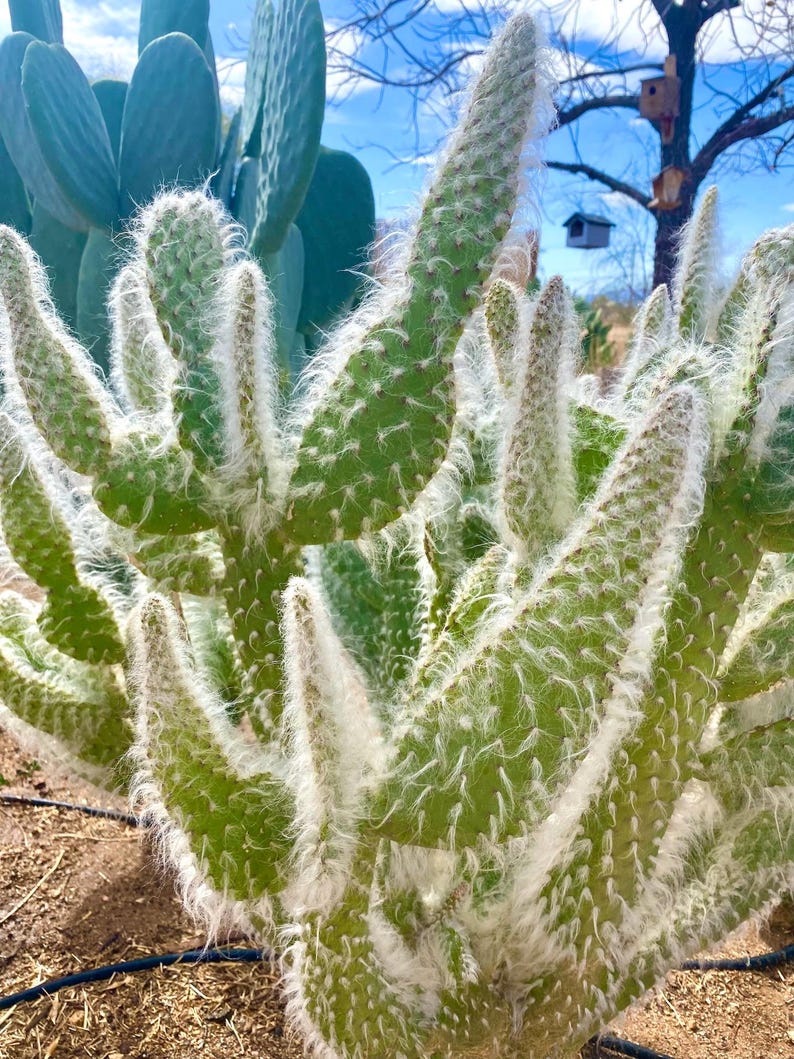 GoldenValleyBotanica Snow Bear Prickly Pear Cactus Cutting
