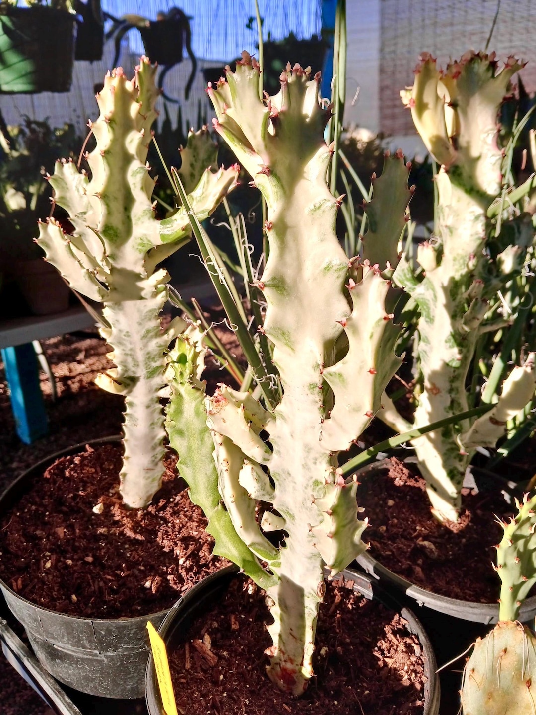 Euphorbia Lactea Variegata (white Ghost / Dragon Bones Cactus) / 1 Gallon /  Live Plant - Etsy