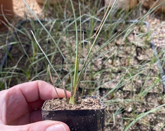 Dasylirion glaucophyllum ( Blue-Leaf Hidalgo Blue Sotol ) / Live Plant / Southwest Native Desert Plant