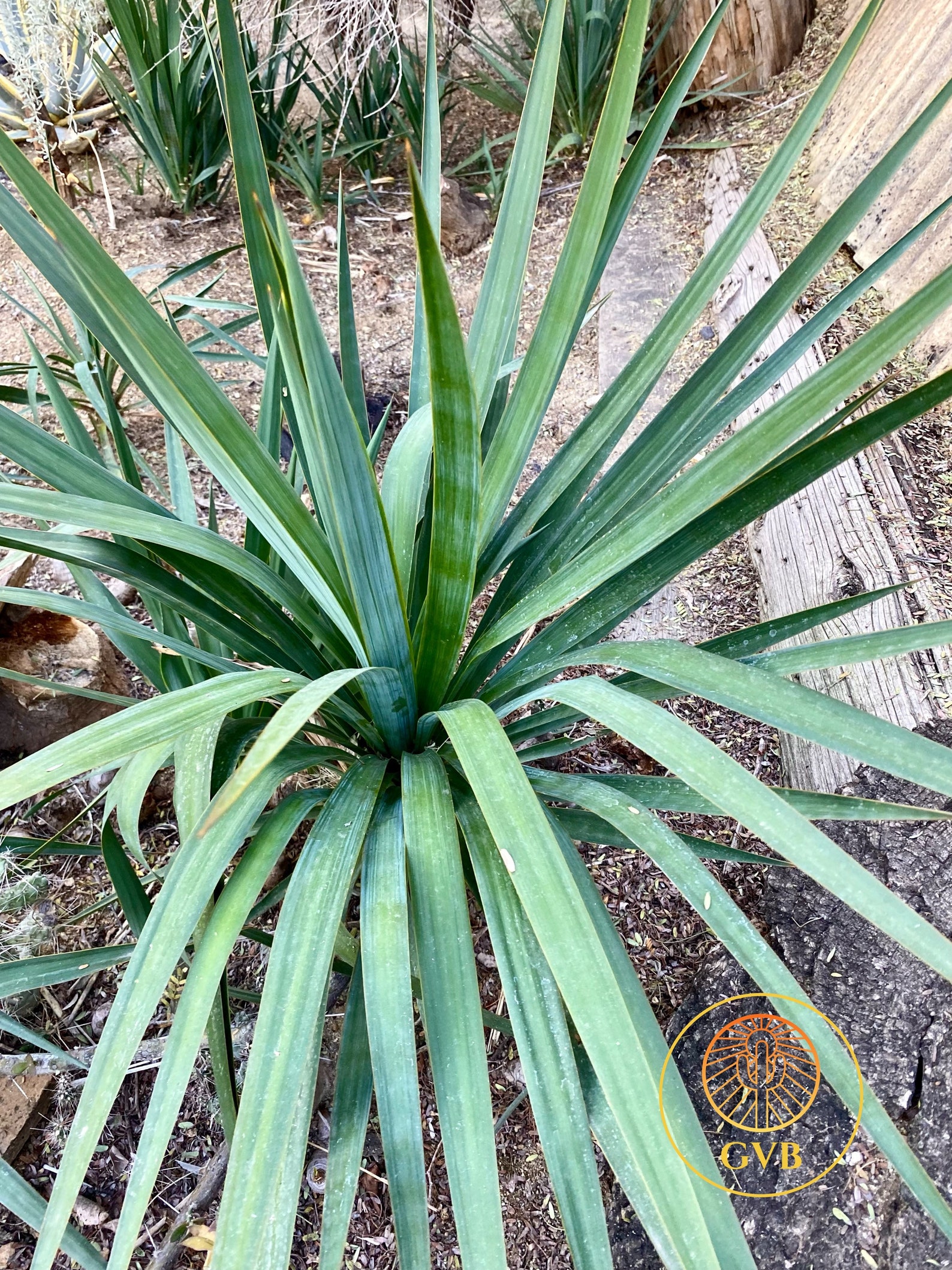 Yucca Pendula soft Leaf Yucca /live Plant / Yucca Etsy
