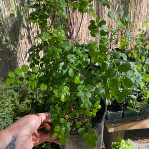 Tecomaria capensis (Red Cape Honeysuckle) / Live Plant / 1 gallon / Beautiful Flowering Shrub for Privacy, Birds, and Pollinators