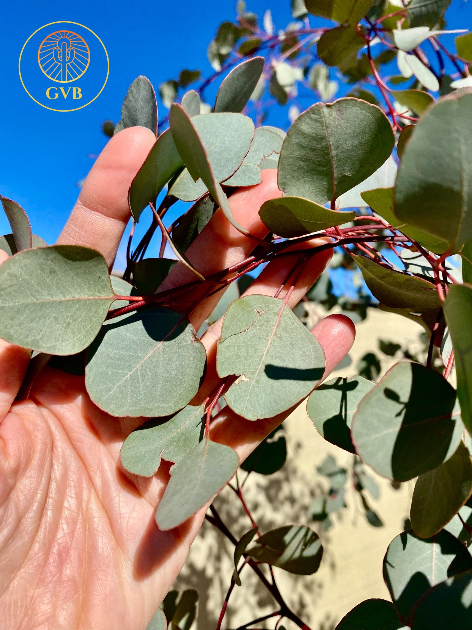 Eucalyptus polyanthemos Silver Dollar Gum Tree