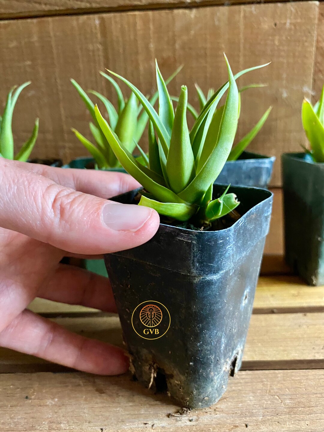 Agave Bracteosa 'calamar' squid Agave / Live Plant / - Etsy