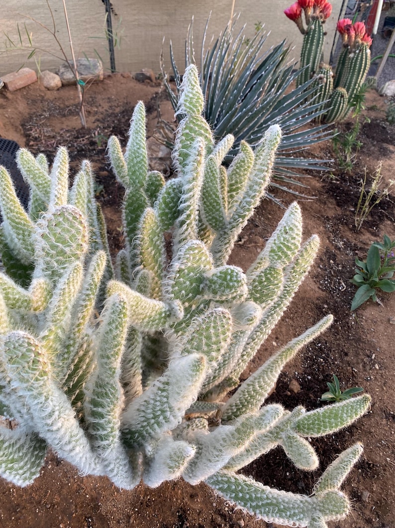 GoldenValleyBotanica Snow Bear Prickly Pear Cactus Cutting - Thumbnail 3