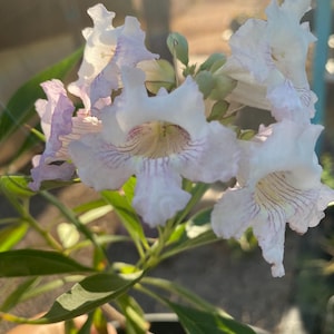 x Chitalpa tashkentensis (Chitalpa) / Live Plant / 4&quot; / Southwest Desert Tree
