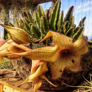 Stapelia gigantea (Zulu Giant, Starfish Flower) / 4&quot; Live Plant