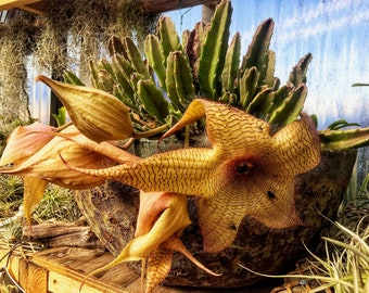 Stapelia gigantea (Zulu Giant, Starfish Flower) / 4" Live Plant