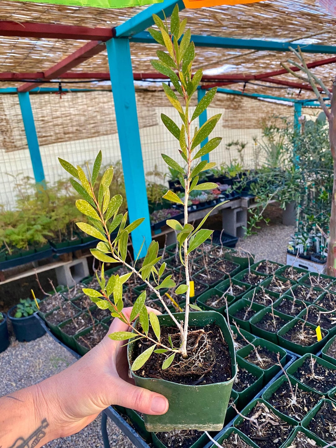 Bottlebrush Plant Callistemon Citrinus - Garden Plants And Tools