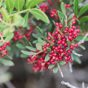 Pistacia lentiscus (Mastic Tree) / Beautiful Live Plants / 4&quot; Pots
