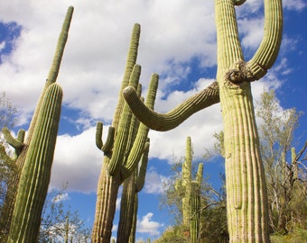 1 Gallon Carnegiea gigantea (Saguaro Cactus Plant) / Live Plant /