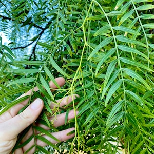 Schinus molle (California/Peruvian Pepper Tree) / Live Plant / False Pepper Tree / Molle del Peru