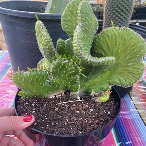 May include: A green cactus with a unique, textured shape, potted in a black plastic container. The cactus has multiple segments and small spines. Other cacti are visible in the background. The pot is sitting on a colorful striped surface.