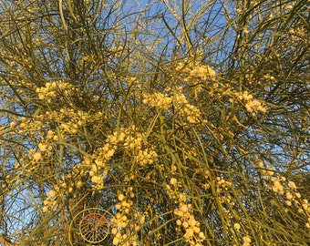 Acacia stenophylla (Shoestring Acacia) / Live Plant / 1 gallon / Drought Tolerant Australian Shade Tree