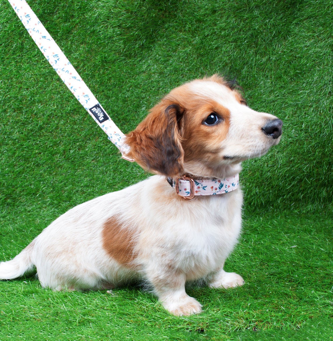 Floral Dog Collar Leash Set Flower Pattern Dog Collar Leash Etsy