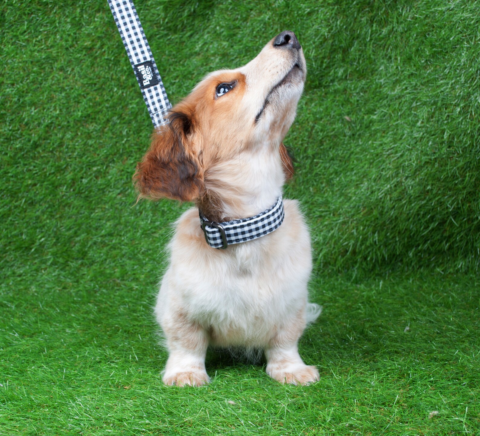 Gingham Dog Collar Rustic Pattern Dog Collar Black Metal Etsy