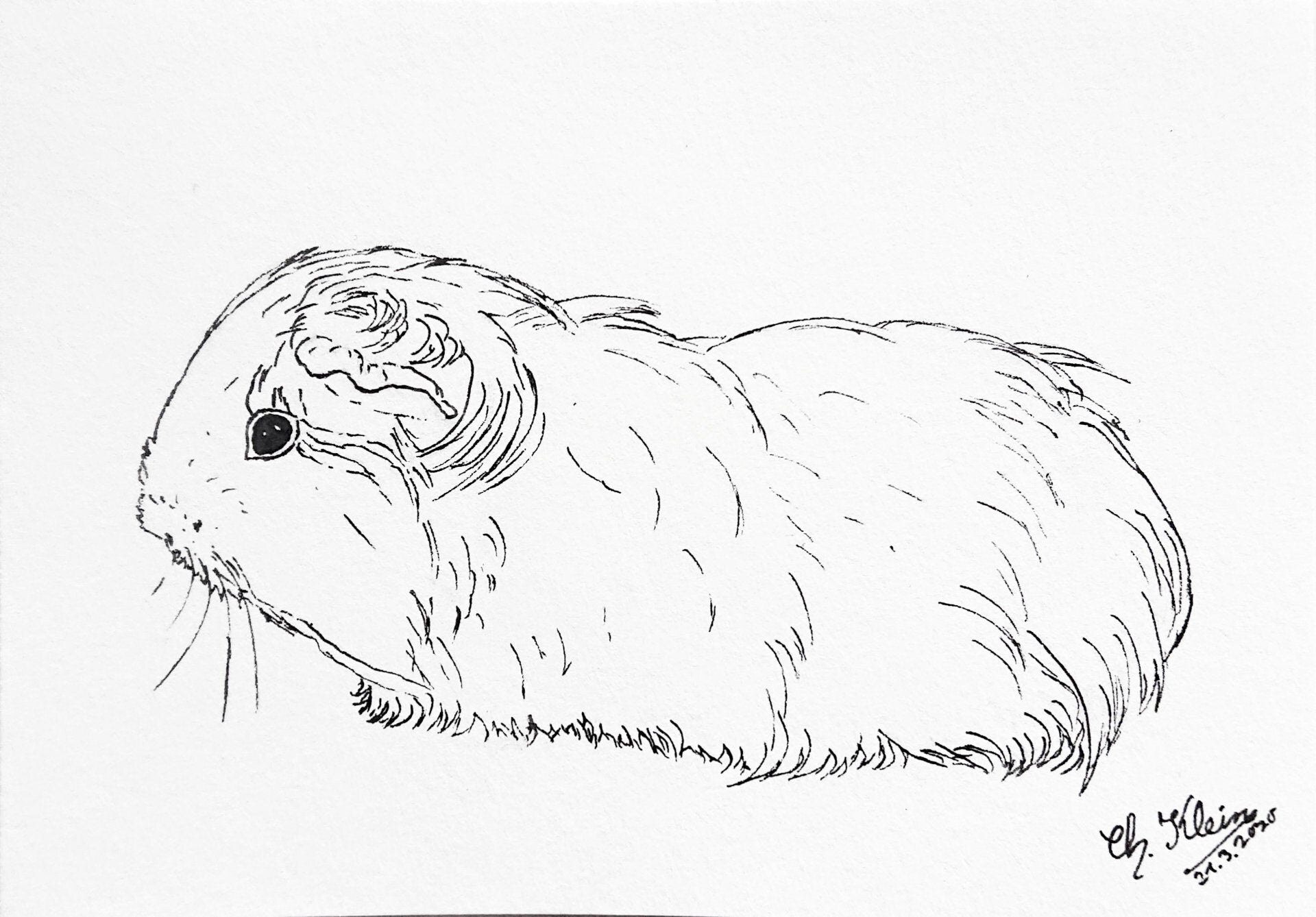 Realistic Guinea Pig Coloring Pages