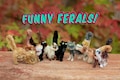 Choose your color- Posable Chenille Stem Cat: Funny Feral Kitty