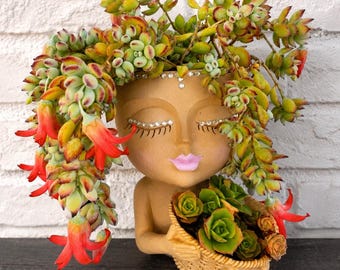 Cotyledon Pendens – Rare Hanging Succulent, Easy-Care Trailing Houseplant for Decor