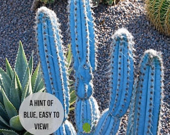 Vivid Blue Torch Cactus: Pilocereus Azureus, Brazilian Succulent