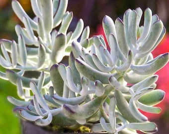 Cotyledon 'Happy Young Lady' Succulent: Lady Fingers Plant