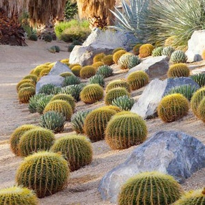 Golden Barrel, Mother-in-law&#39;s-cushion, Mother-in-law&#39;s-seat, Golden Ball Cactus, Golden Barrel Cactus, California Barrel Cactus