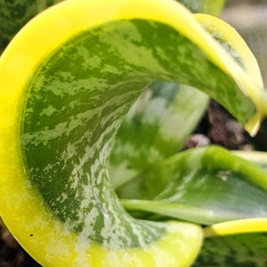 May include: A close-up of a potted snake plant with green and yellow variegated leaves. The leaves are curled and twisted, creating a unique and interesting pattern.