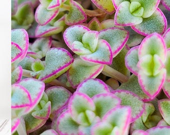 Sedum Variegated, &quot;Frosty&quot;, Little Missy, potted plants, hanging succulents, trailing succulents.