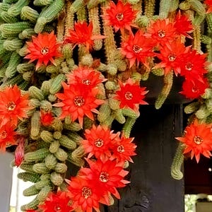 Peanut Cactus Cluster: Potted Live Succulent with Red Blooms