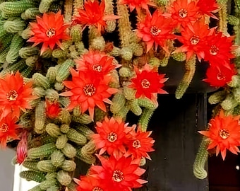 Peanut Cactus Clusters, Minimalist Cactus, Potted Live Succulent, live cactus plant, potted succulent,