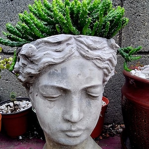 May include: A gray concrete planter shaped like a classical bust, with closed eyes and detailed hair. The planter is filled with vibrant green succulent plants. The bust is placed on a pink surface, with other potted plants in the background.