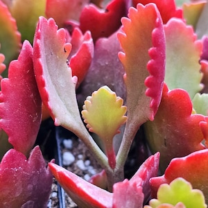 Small potted plants, Kalanchoe sexangularis – The Stunning Tugela Cliff Succulent with Vibrant Red Leaves