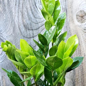 Potted ZZ Plant: Live Zamioculcas Zamiifolia, Good Luck Houseplant