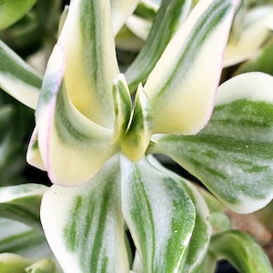 Variegated Jade Plant: Tricolor Crassula Ovata Succulent