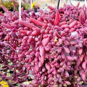 String of Ruby Succulent: Othonna Capensis Live Hanging Plant