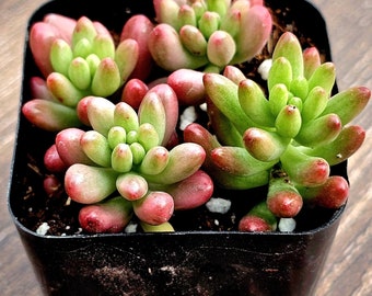 2&quot; pot Jelly Bean, Sedum rubrotinctum &#39;Aurora&#39;, rare succulent, potted plant, live plants, cute plant, sedum.