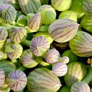 String of Watermelons Plant: Rare Trailing Succulent