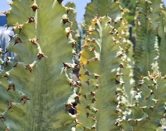Variegated Euphorbia Ammak: Live Succulent, Low Maintenance Houseplant