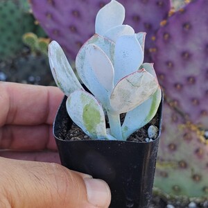 May include: A small succulent plant with pale blue-green leaves in a square black pot. The leaves have a slight powdery coating and reddish edges. A purple cactus is in the background.
