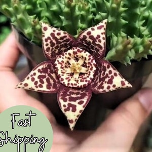 Orbea Variegata Starfish Flower Plant, Variegated Succulent Cactus, Exotic Garden Specimen