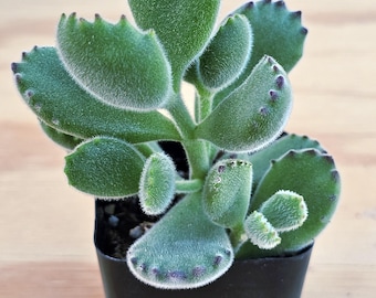 Bear Paw Succulent: Fuzzy Cotyledon Tomentosa Potted Plant