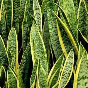 Potted Snake Plant, Sansevieria, Mother-In-Law&#39;s-Tongue Plant, Sansevieria Laurentii