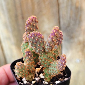Mini Cinnamon Cactus: Petite Prickly Pear - Drought Tolerant Opuntia