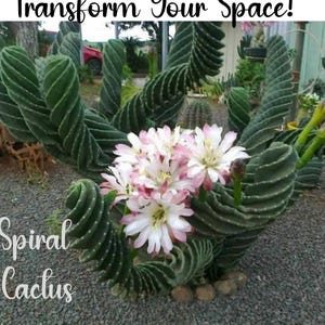 Spiral Cactus - Cereus Forbesii: Twisted Apple Cactus in 6" Pot